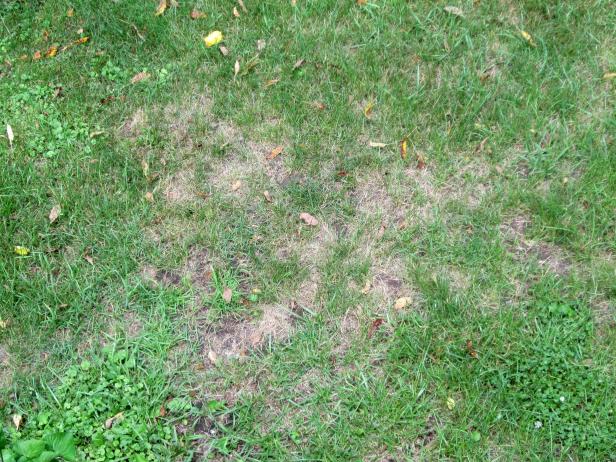 lawn pests common identify rid insects grub diy martens julie damage insect ant ants damaged identifying control landscape push planting