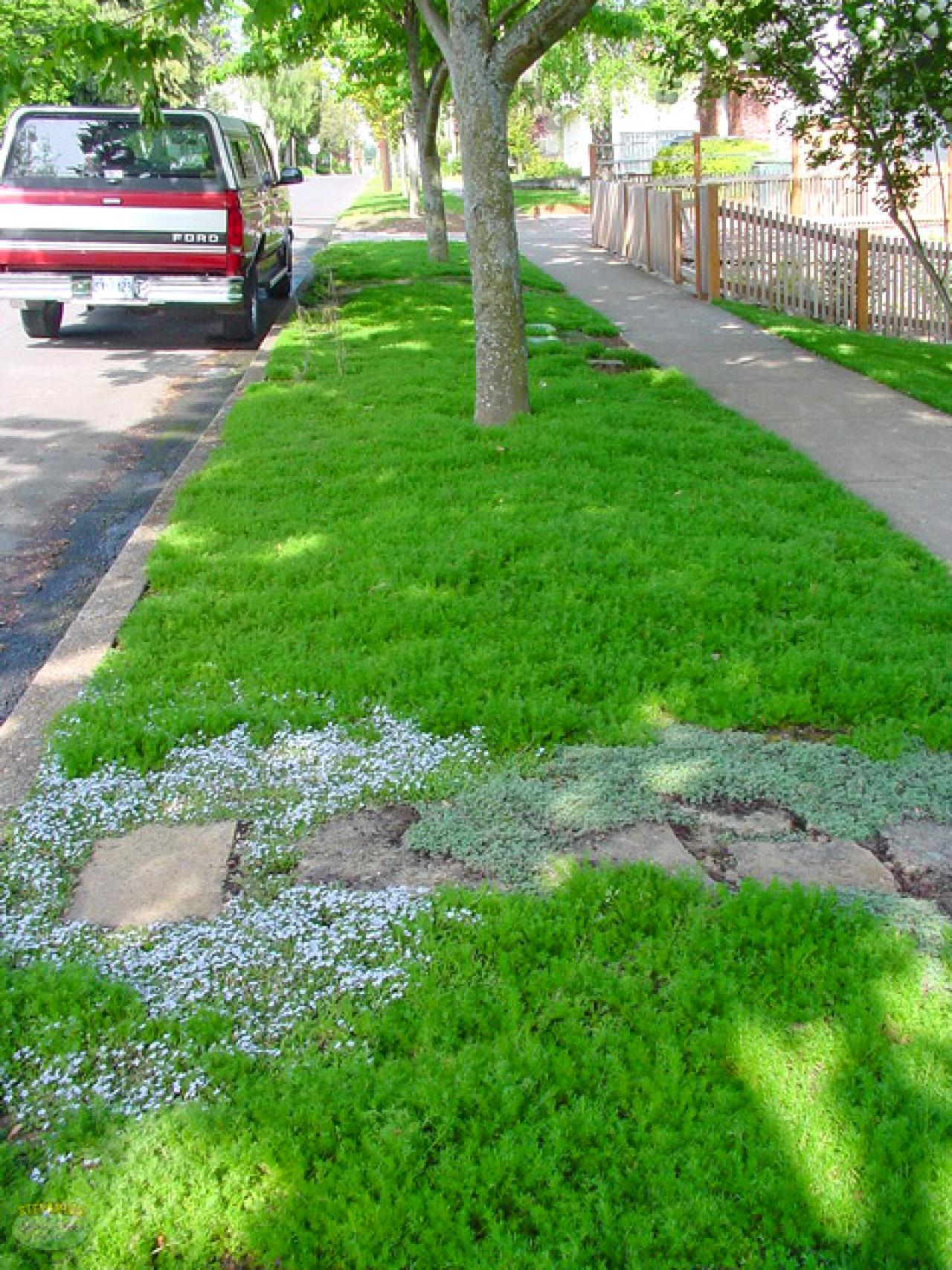 How to Choose Groundcovers and Plants to Use As Lawn Alternatives DIY