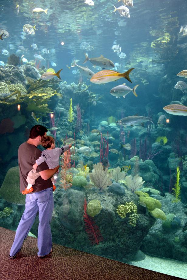 The Florida Aquarium in Tampa The Florida Aquarium in Tampa