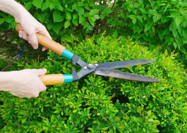 Trim the Hedges Trim the Hedges