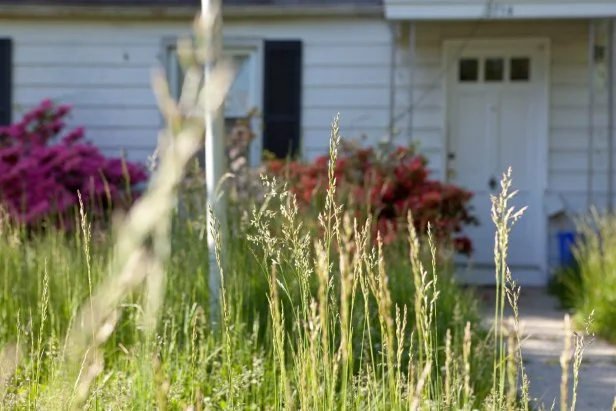 Overgrown Yard