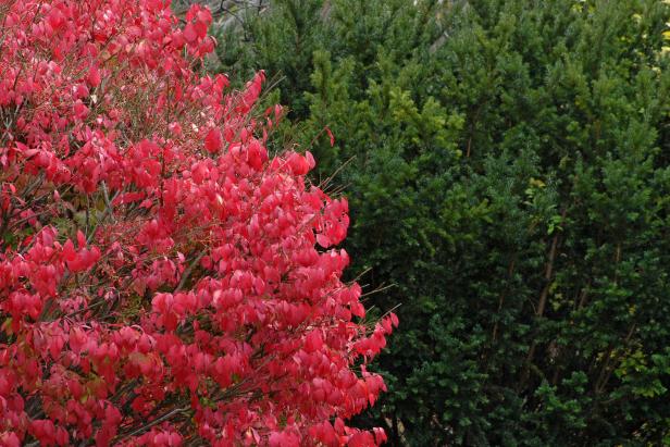 burning bush burning bush