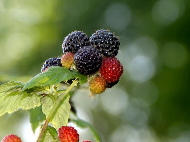 Black raspberries Black raspberries