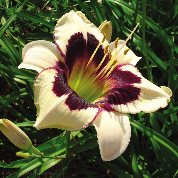 'Moonlit Masquerade' Daylily 'Moonlit Masquerade' Daylily
