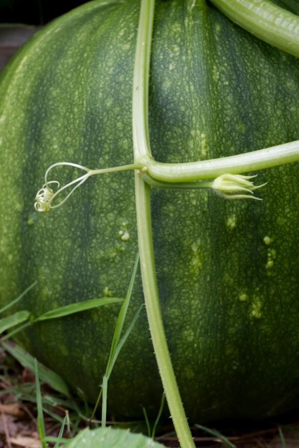 Watermelon with Vine Watermelon with Vine