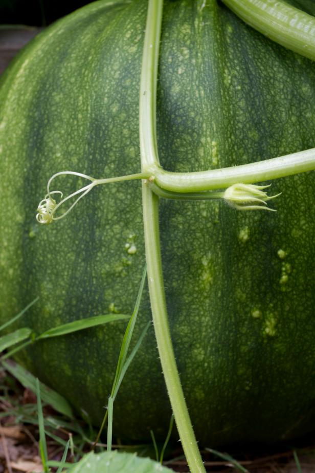 Watermelon with Vine Watermelon with Vine