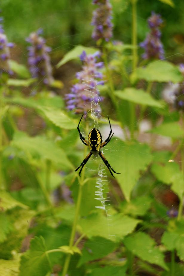 Spider in the Garden Spider in the Garden