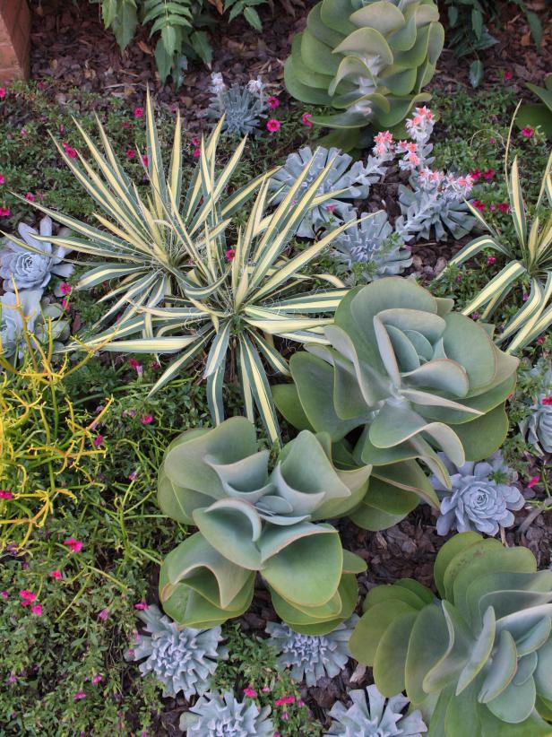 Succulent Patio Succulent Patio
