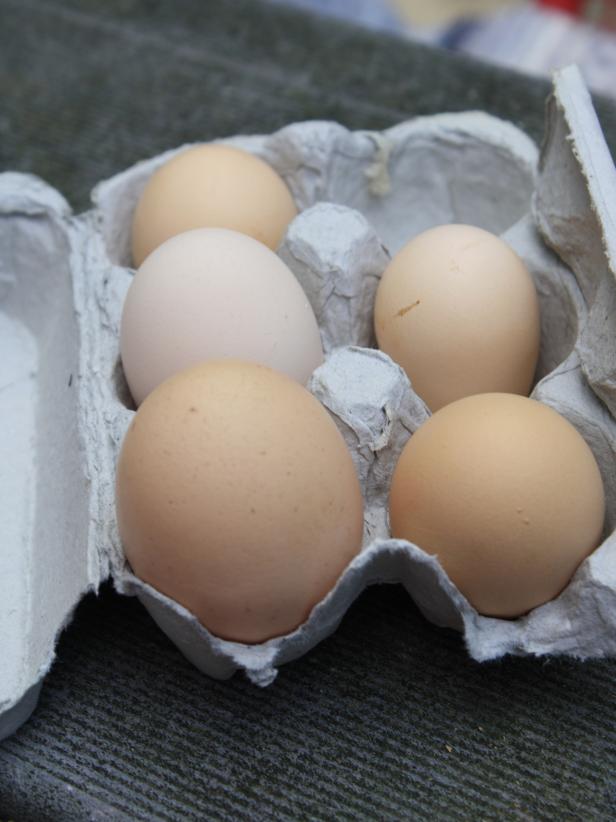 Do It for the Eggs Do It for the Eggs