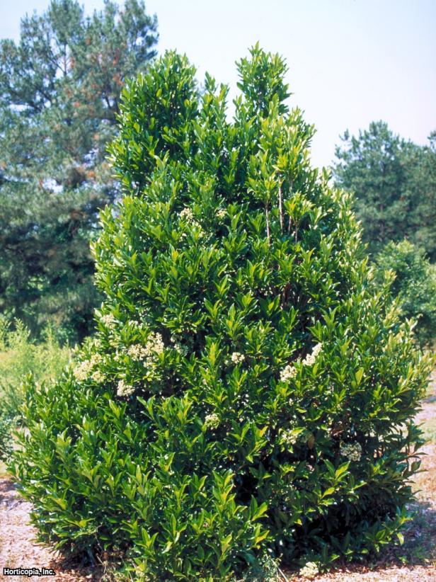 Viburnum odoratissimum var. awabuki ~Chindo~ (01).jpg Habit Viburnum odoratissimum var. awabuki ~Chindo~ (01).jpg Habit