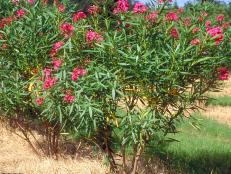 Nerium oleander ~Calypso~ (01) Habit