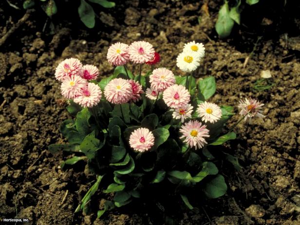 Bellis perennis (02) Habit Bellis perennis (02) Habit