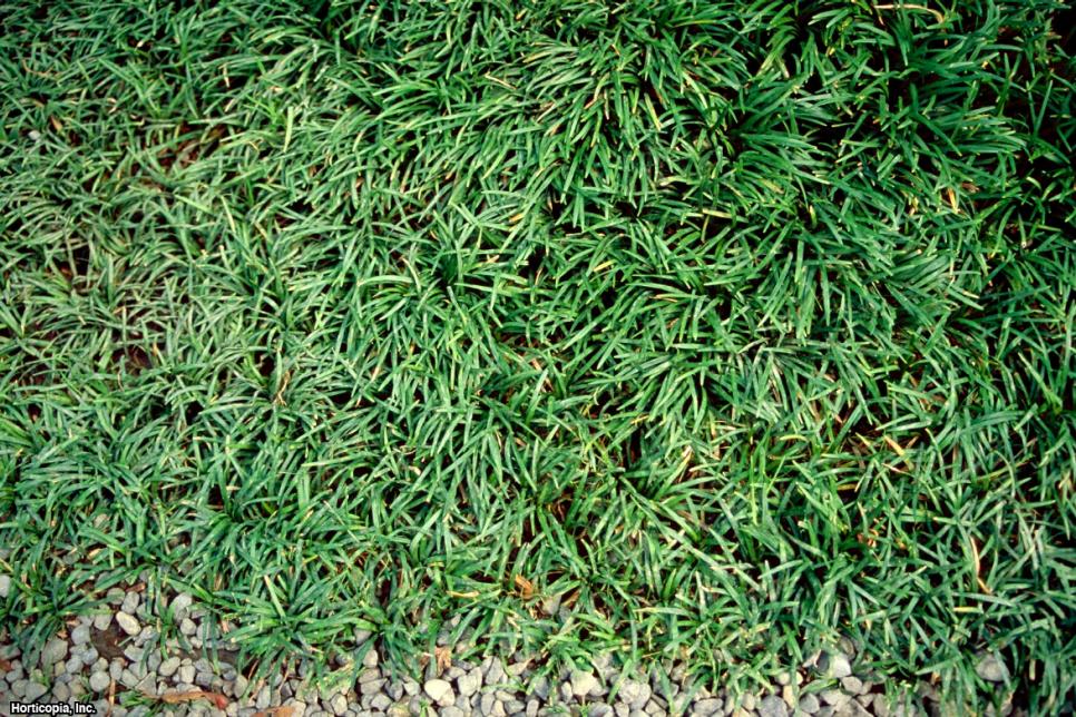 Replace Your Lawn With These Groundcovers HGTV