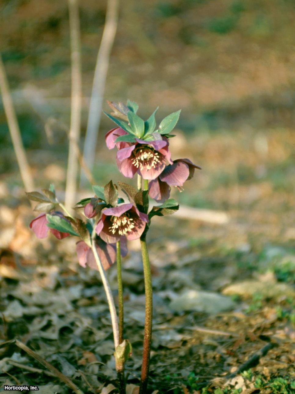 flowers-and-plants-for-winter-color-hgtv