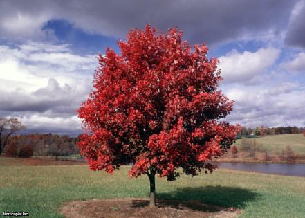 'October Glory' Maple