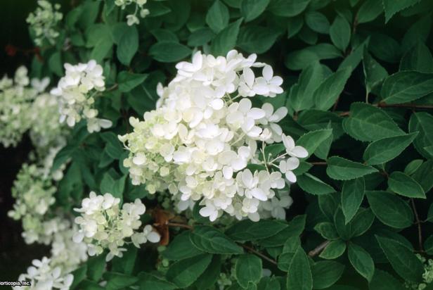 Hydrangea paniculata ~Grandiflora~ (04) Bloom Hydrangea paniculata ~Grandiflora~ (04) Bloom