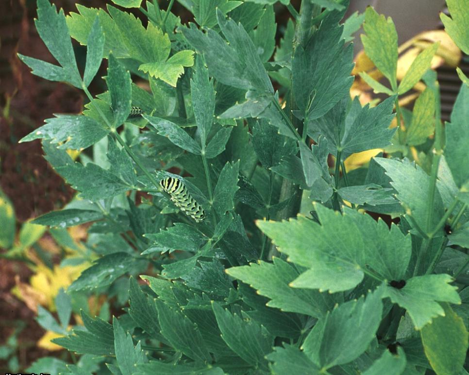 Unusual Herbs to Grow HGTV