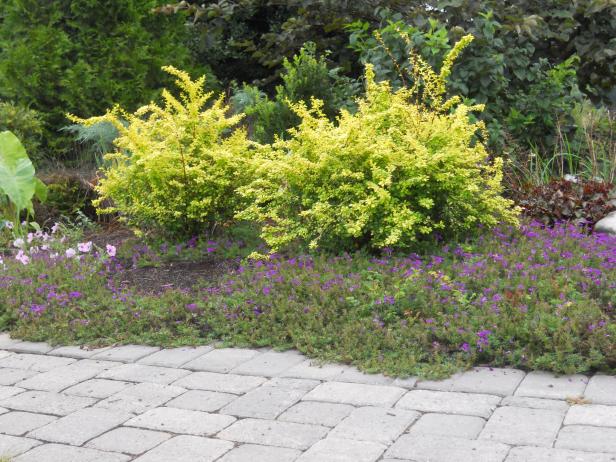 Easy, low-maintenance verbena Easy, low-maintenance verbena