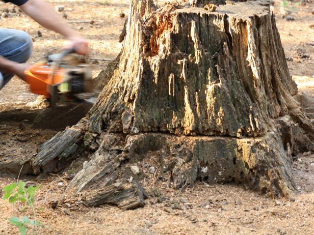 Chainsaw removing stump