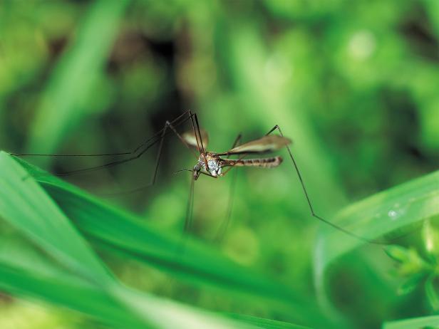 Mosquito on Plant Mosquito on Plant