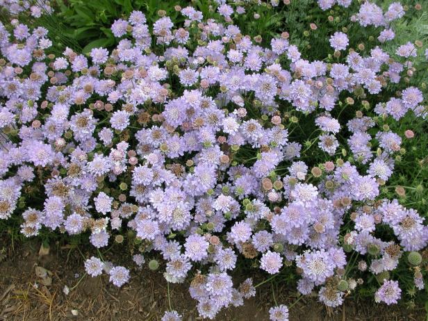 pincushion flower pincushion flower