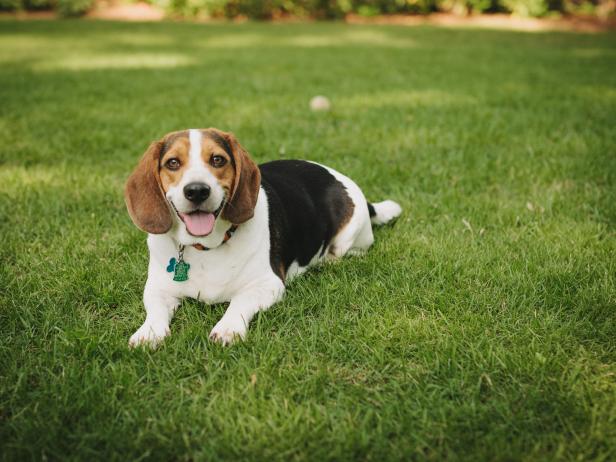 Beagle on lawn Beagle on lawn