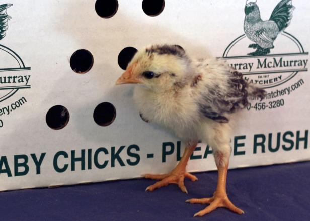 Day-old Chicken Day-old Chicken