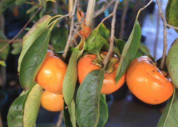 persimmons persimmons