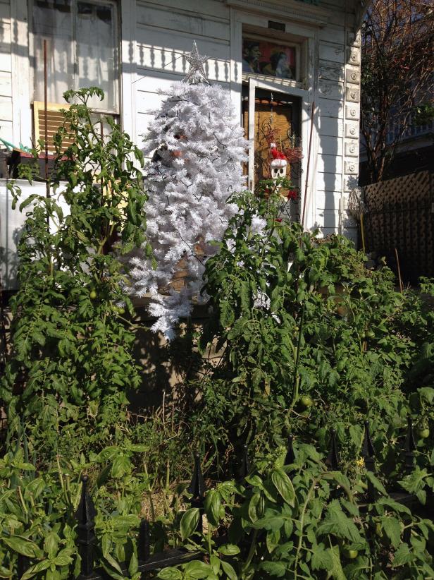 Christmas tree in garden Christmas tree in garden