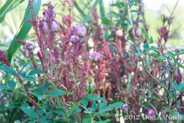 Rose Rosette Disease Rose Rosette Disease