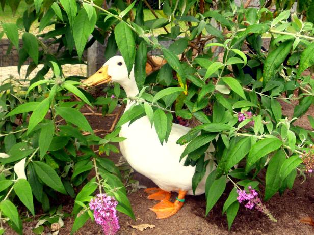 Bushes Provide Shade for Ducks Bushes Provide Shade for Ducks