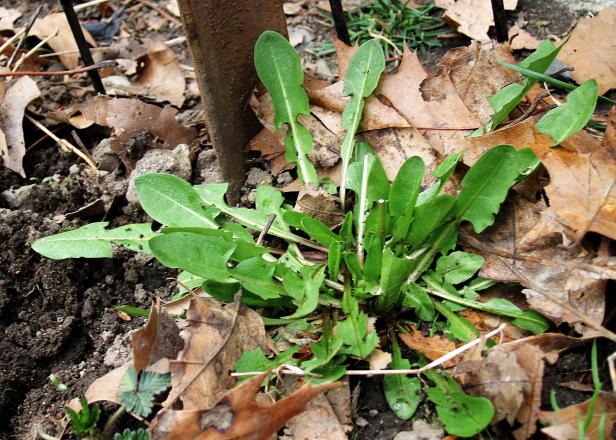 If you know what to look for, wild dandelions can make a nutritious addition to your diet. If you know what to look for, wild dandelions can make a nutritious addition to your diet.