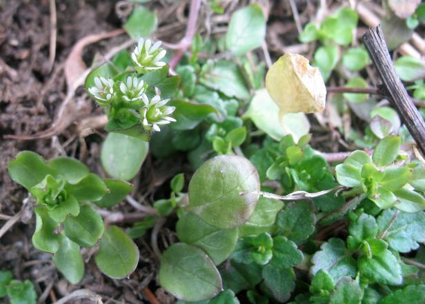 Star chickweed is an edible weed Star chickweed is an edible weed
