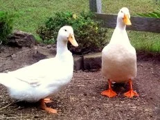 backyard duck breeds - Pekin duck