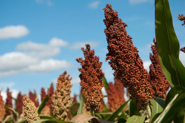 sorghum plant sorghum plant