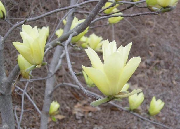 Tulip Tree Makes a Great Garden Focal Point Tulip Tree Makes a Great Garden Focal Point