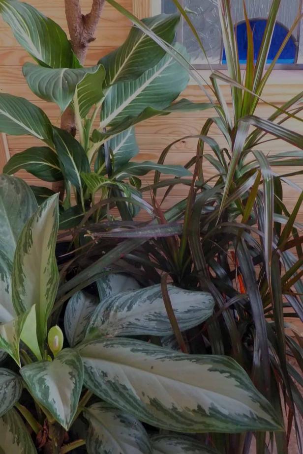 Chinese Evergreen Chinese Evergreen