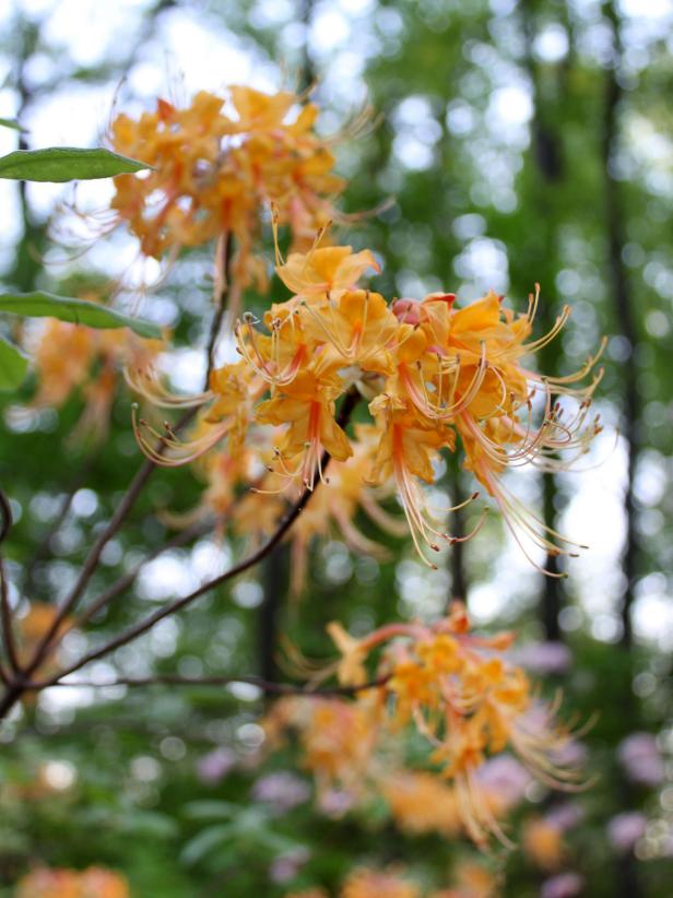 Finicky Azaleas Finicky Azaleas
