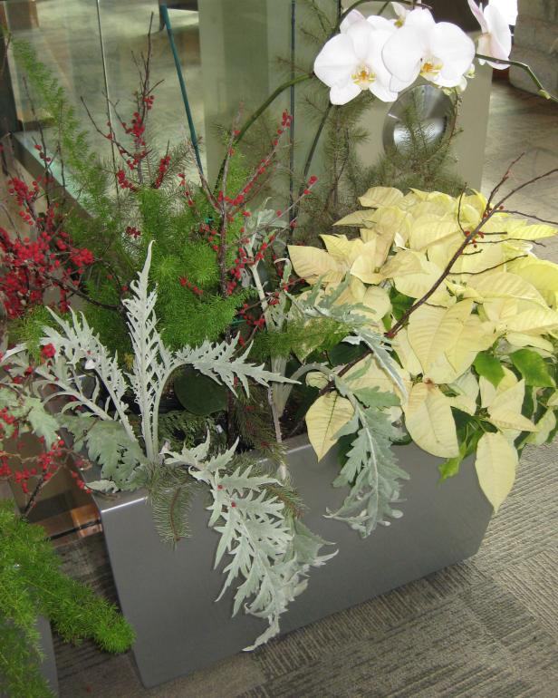 Container With Poinsettia and Orchid container with poinsettia and orchid