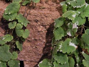 Creeping Charlie is a rapidly-spreading, matted garden plant some gardeners refer to as ground ivy.