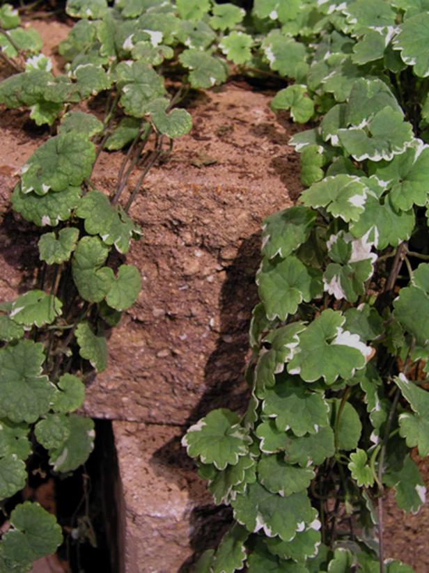 Creeping Charlie makes an excellent groundcover HGTV