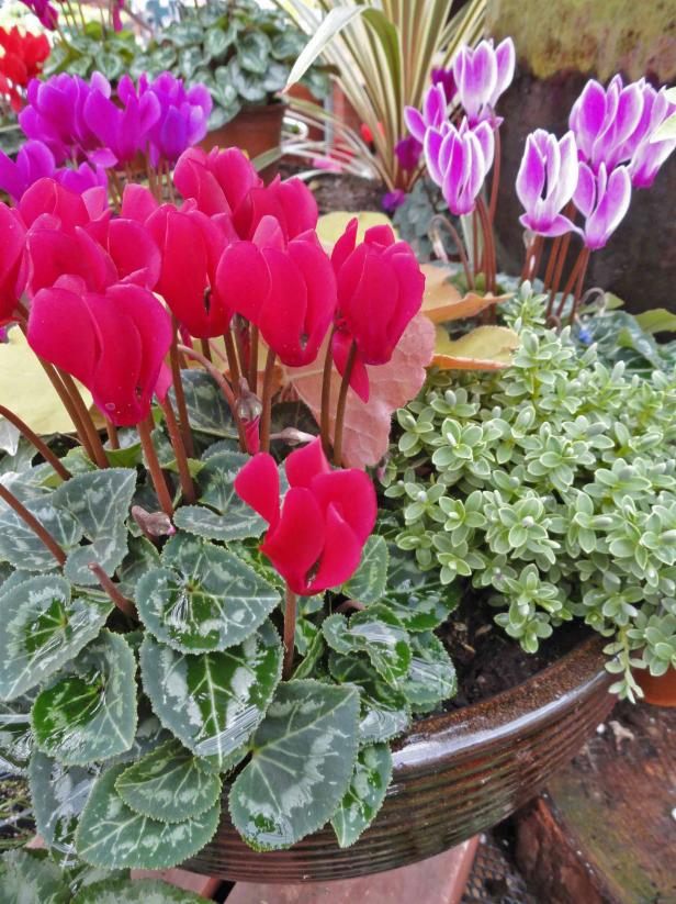 Cyclamen make wonderful potted plants with variegated foliage and brilliant blooms. Cyclamen make wonderful potted plants with variegated foliage and brilliant blooms.