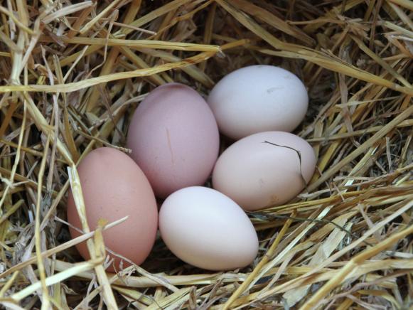 Chicken Eggs Chicken Eggs