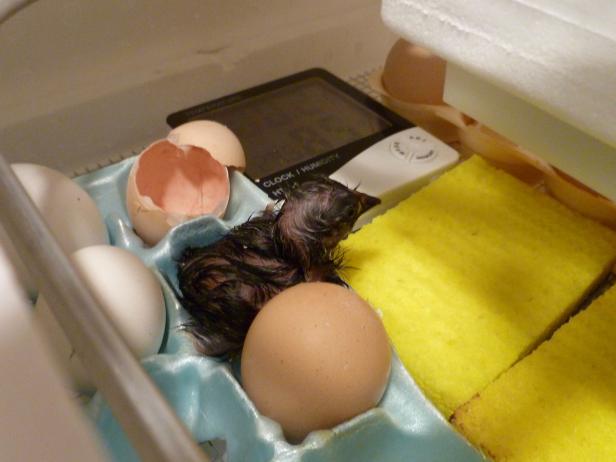 Newly Hatched Chick Newly Hatched Chick