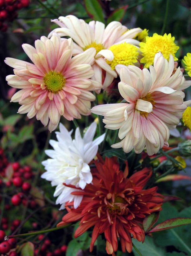 Garden mums are hardy autumn bloomers. Garden mums are hardy autumn bloomers.