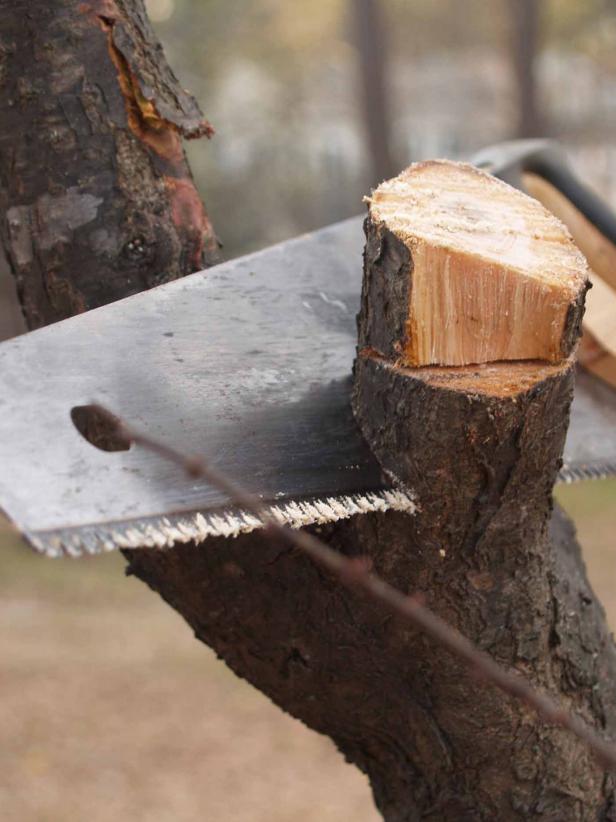 Pruning Tree Limb Pruning Tree Limb