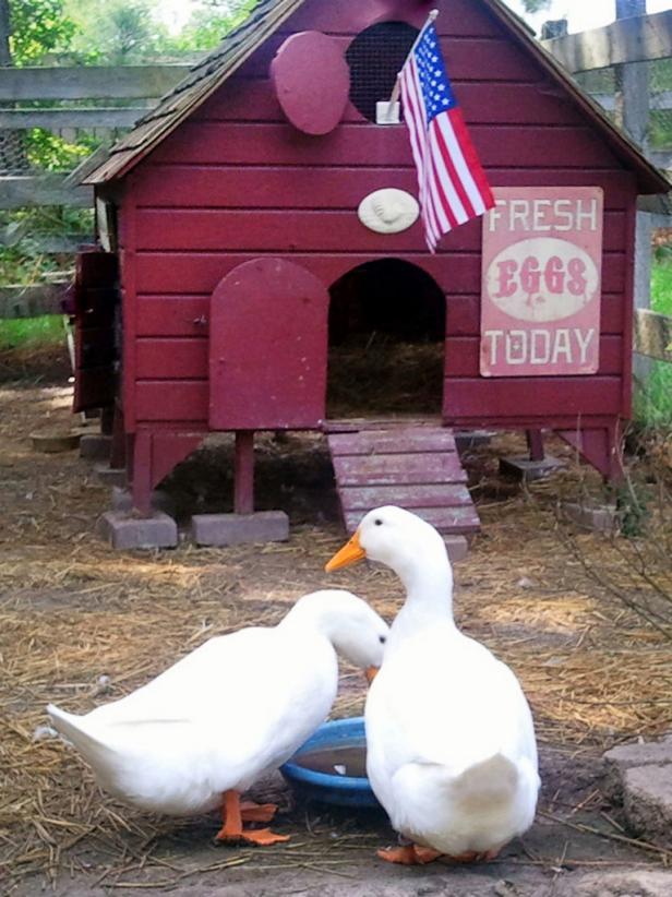 Stylish Duck House Stylish Duck House