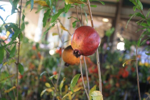 Pomegranate tree Pomegranate tree