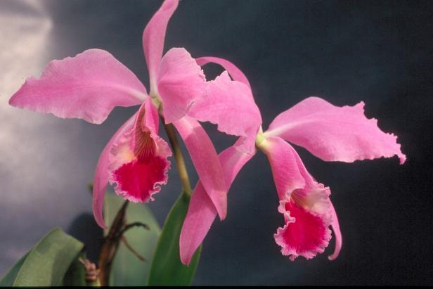 Cattleya Orchid Cattleya Orchid