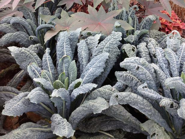 Grow Nutritious Kale in Your Home Garden Grow Nutritious Kale in Your Home Garden
